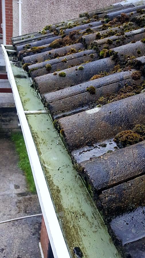 Gutter full of moss and debris before cleaning
