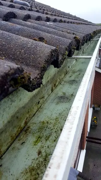 Moss and algae growing along a gutter and roof tiles