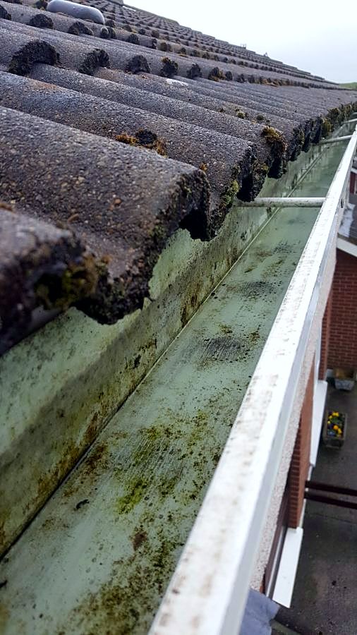 Moss and algae growing along a gutter and roof tiles